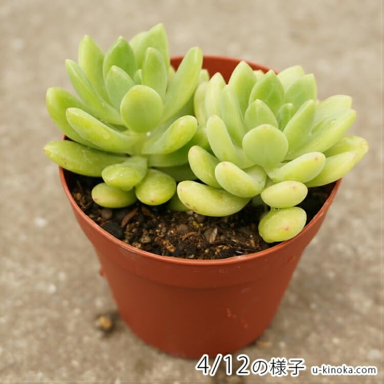 Amazon.co.jp: ハルモエ 春萌 7.5cmポット 多肉植物 セダム Sedum